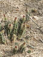 Image of Berlandier's Hedgehog Cactus