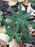 Image of arctic lupine