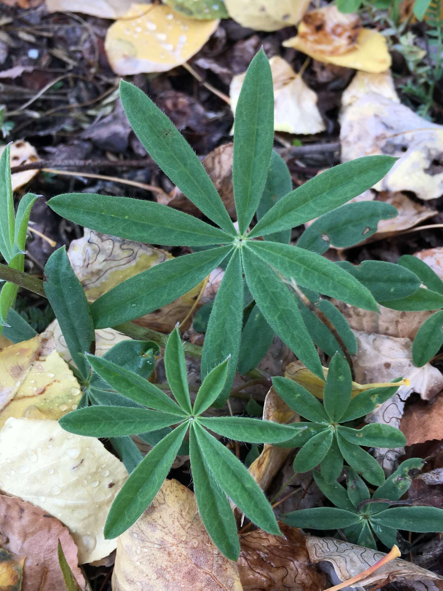 صورة Lupinus arcticus S. Watson