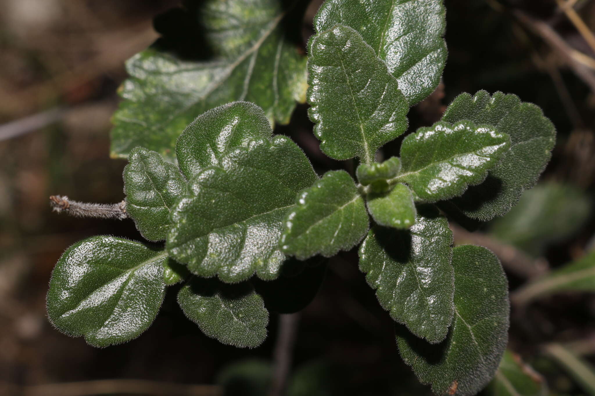 Sivun Teucrium flavum subsp. flavum kuva