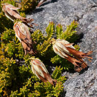 Image de Erica banksia subsp. banksia