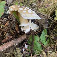 Image of Amanita pantherinoides Murrill 1912