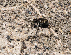 Image of Cicindela (Cicindelidia) senilis G. Horn 1867