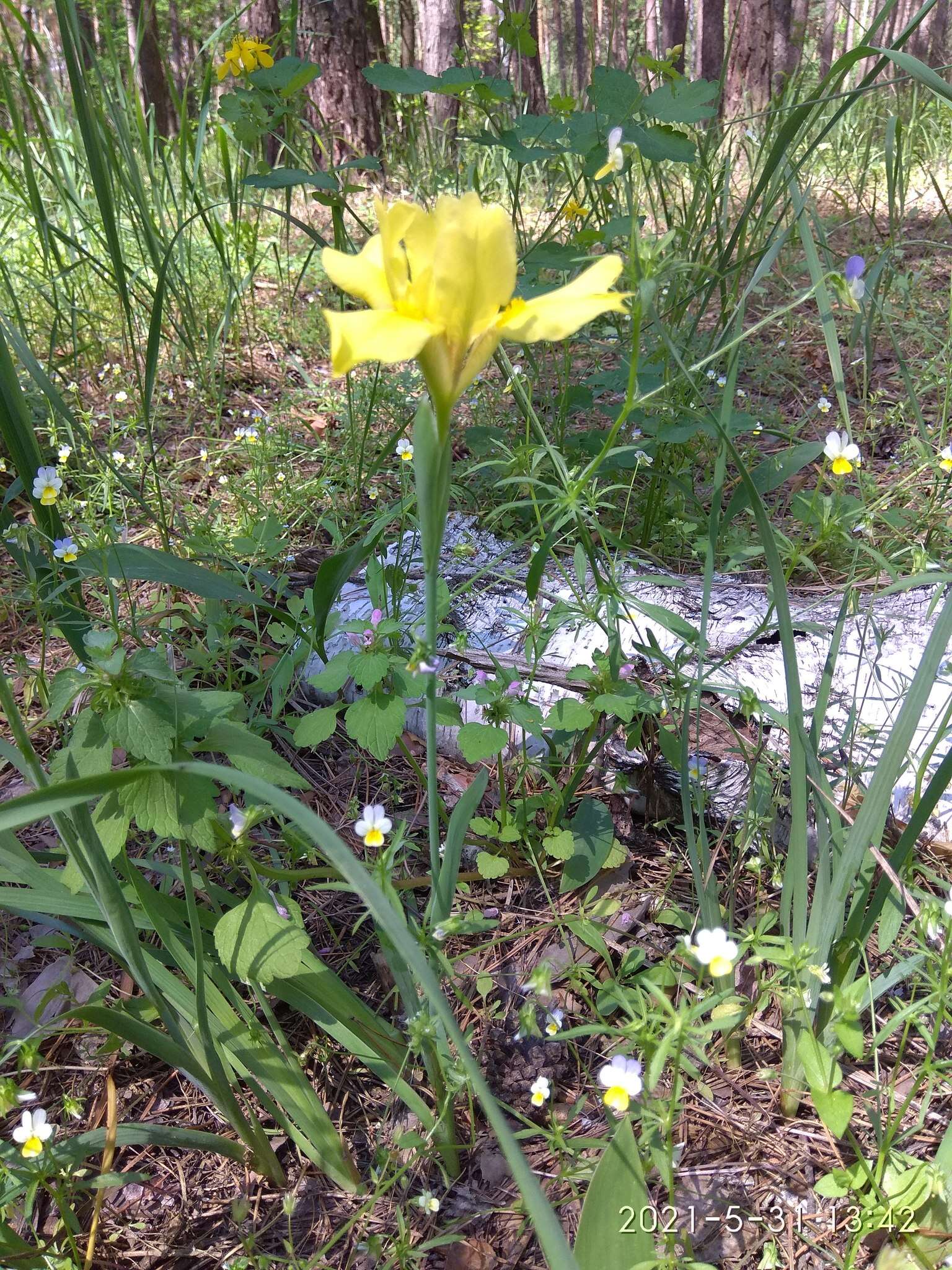 Plancia ëd Iris arenaria Waldst. & Kit.