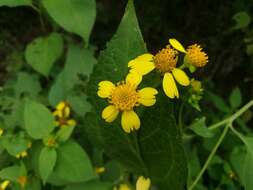 Image of Greenmaniella resinosa (S. Wats.) Sharp