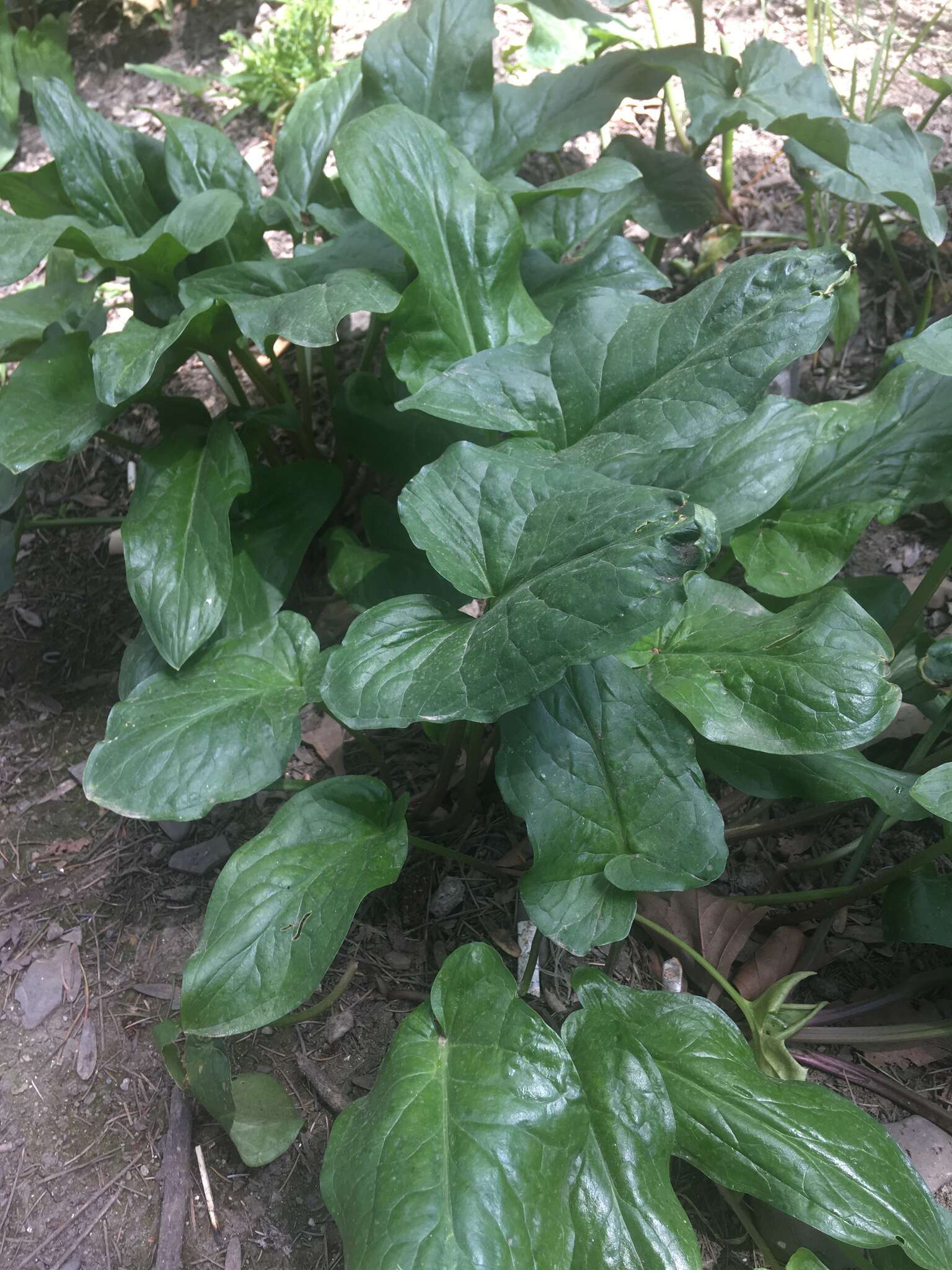 Arum elongatum Steven的圖片