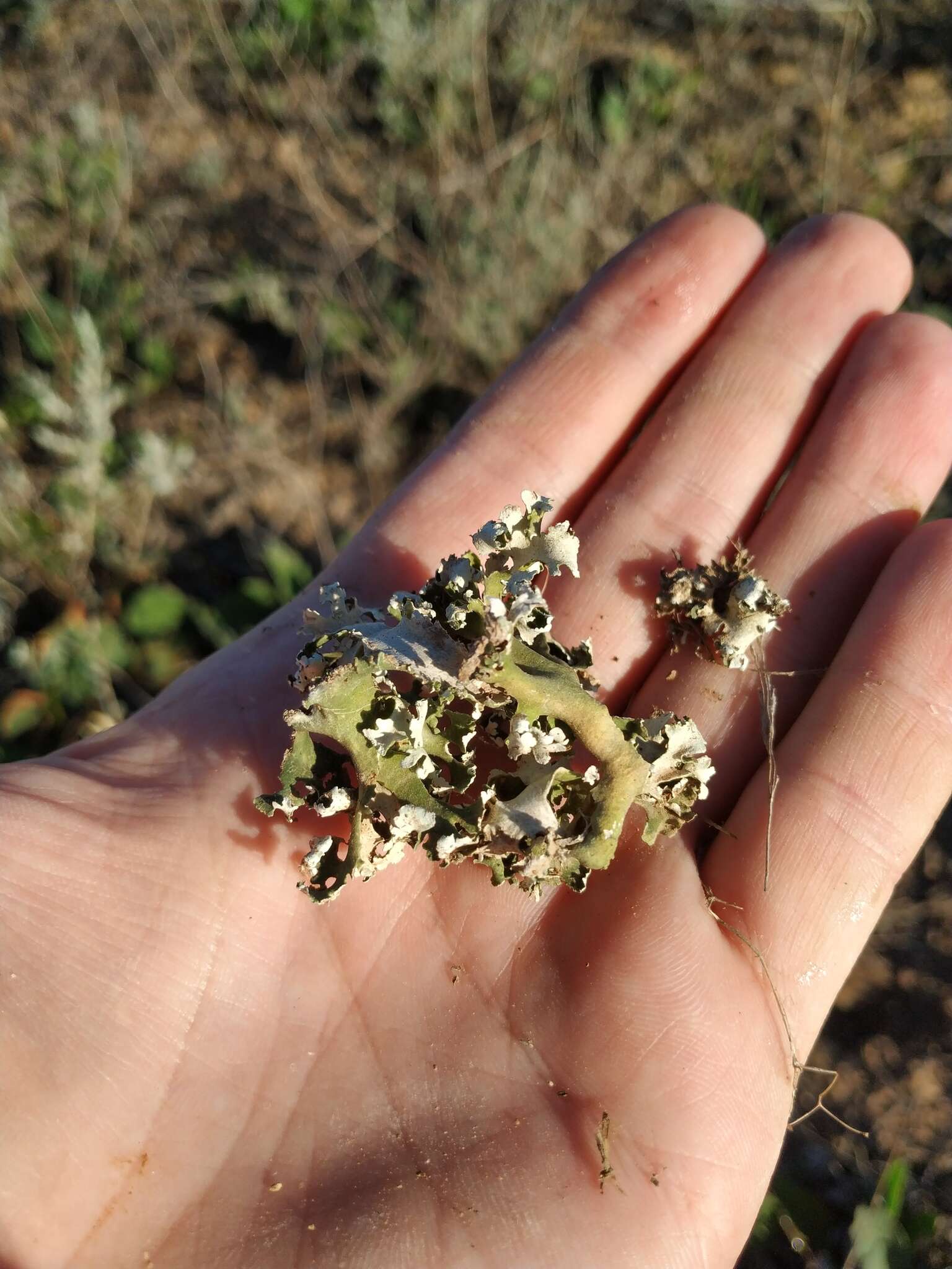 Image of Cladonia foliacea (Huds.) Willd.