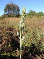 Imagem de Albuca kirkii (Baker) Brenan