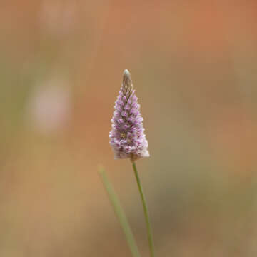 Image of Ptilotus calostachyus F. Müll.