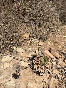 Image of Dudleya brittonii Johansen