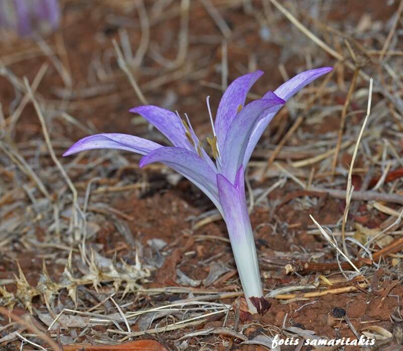 Image of Colchicum macrophyllum B. L. Burtt