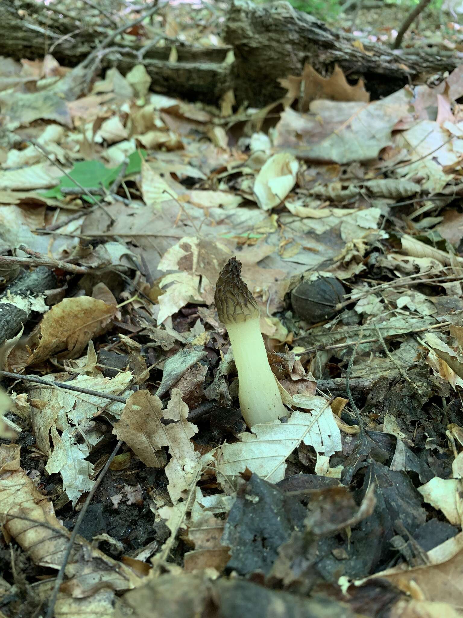 Image of Morchella angusticeps Peck 1887