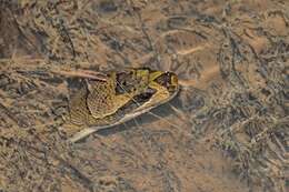 Image of Masked Water Snake