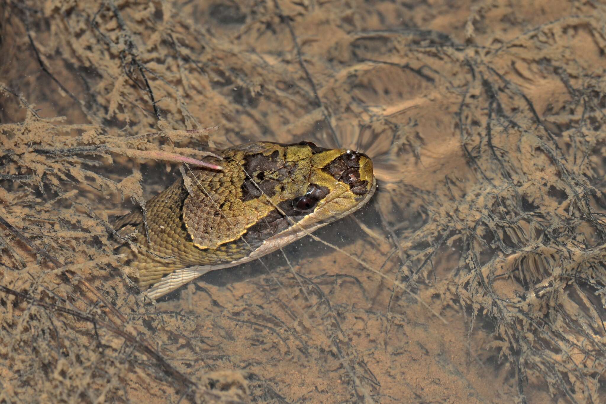 Image of Masked Water Snake