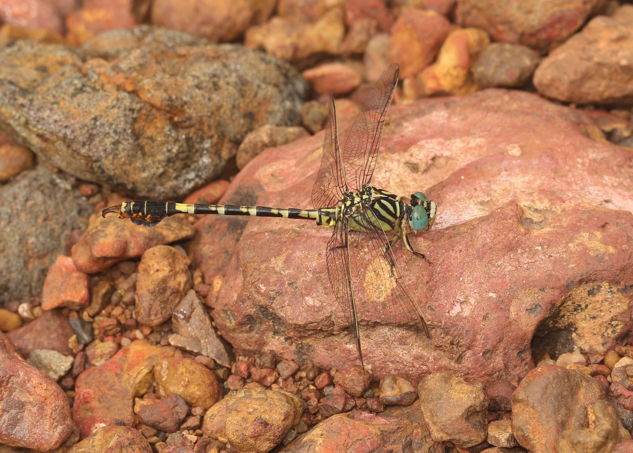 Imagem de Paragomphus lineatus (Selys 1850)