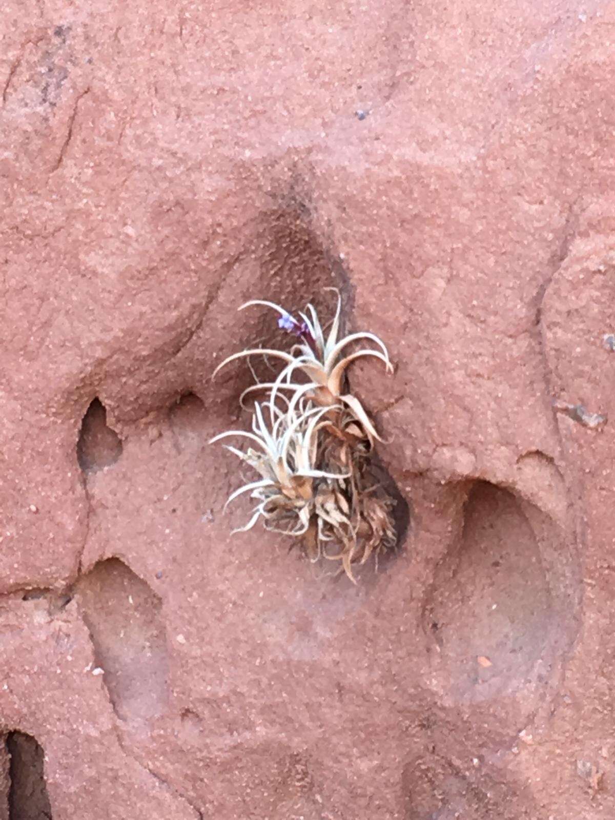 Image of Tillandsia zecheri W. Till