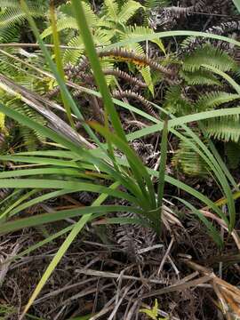 Sivun Machaerina mariscoides (Gaudich.) J. Kern kuva