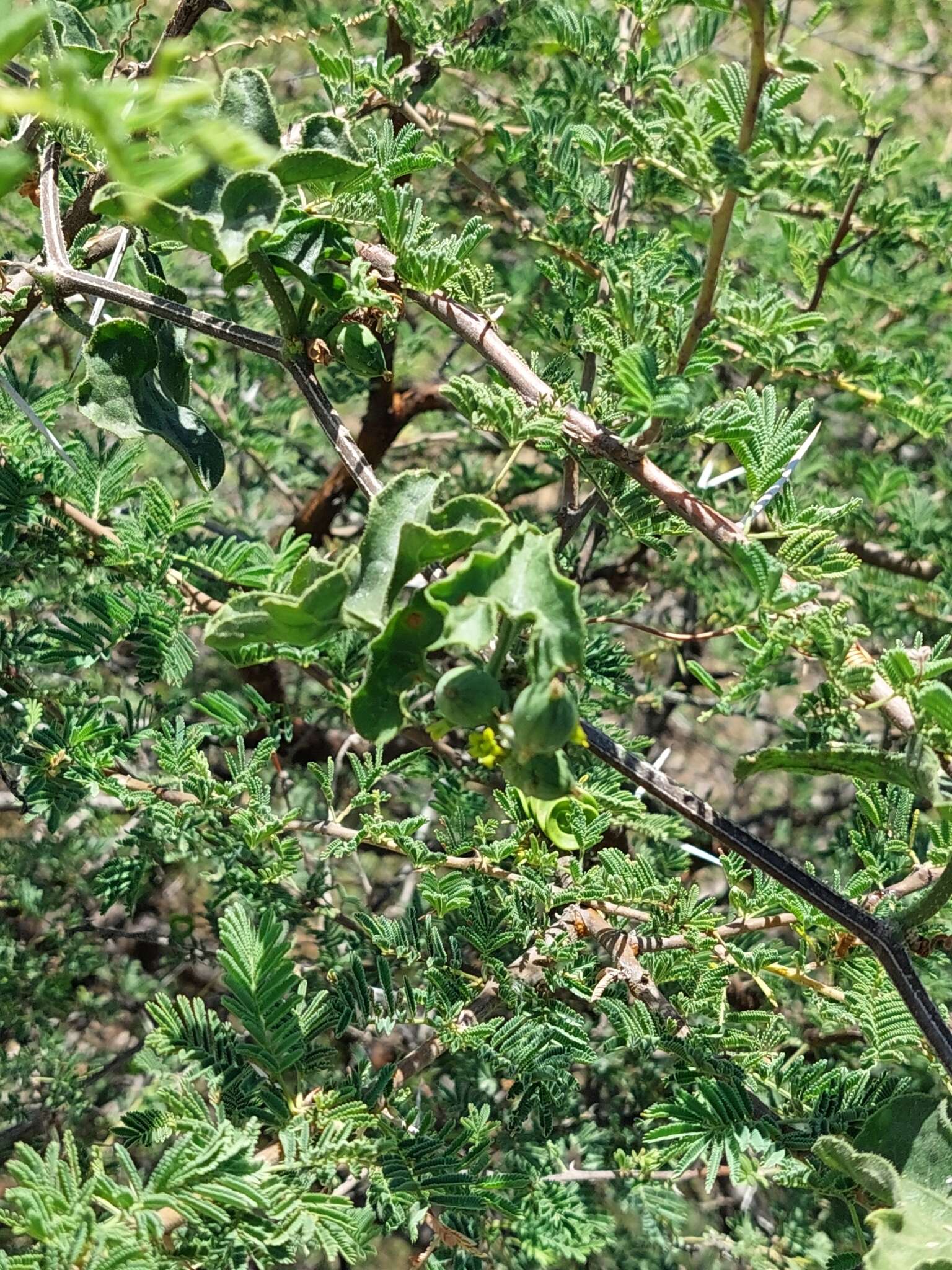 Corallocarpus triangularis Cogn. resmi