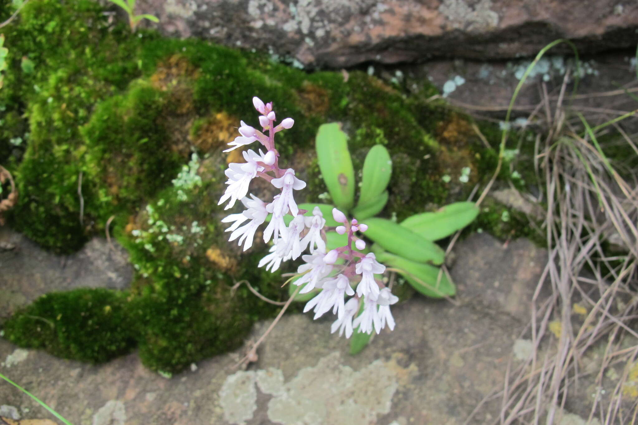 Image of Stenoglottis woodii Schltr.