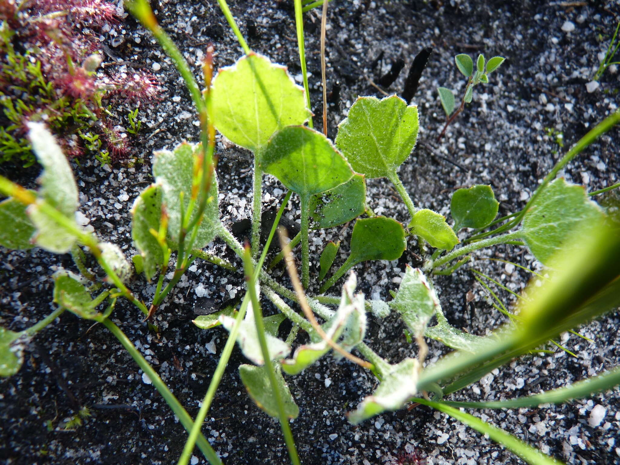 Image of Centella difformis (Eckl. & Zeyh.) Adamson