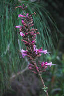 Image of Syncolostemon densiflorus Benth.