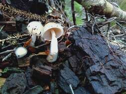 Image of Cortinarius lubricanescens Soop 2001