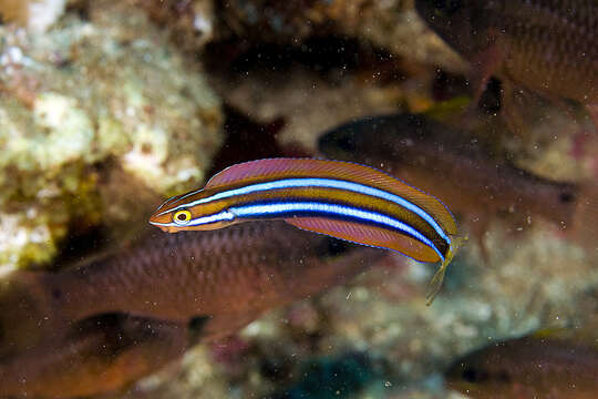 Image of Blue-stripe blenny