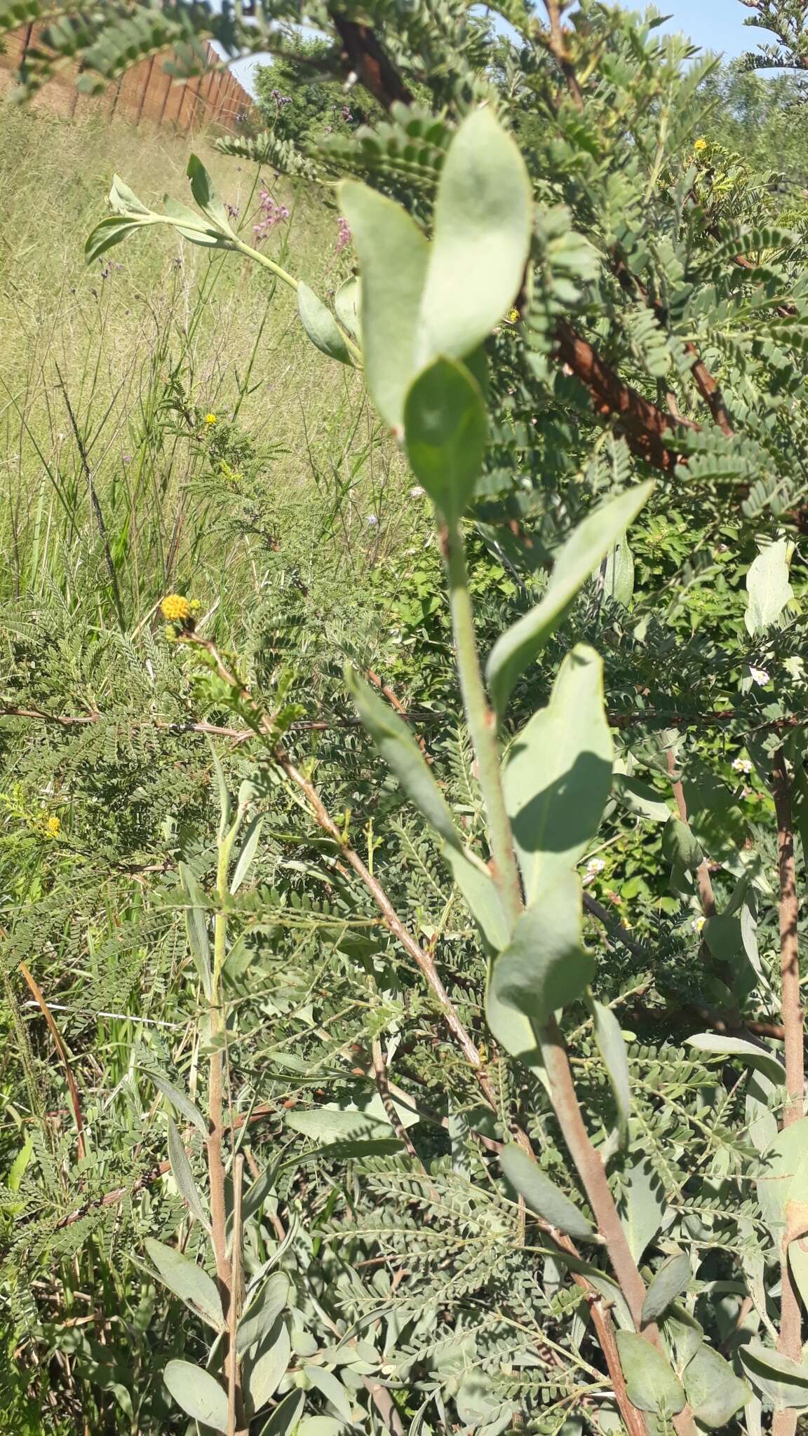 Image de Agelanthus natalitius subsp. zeyheri (Harv.) Polh. & Wiens