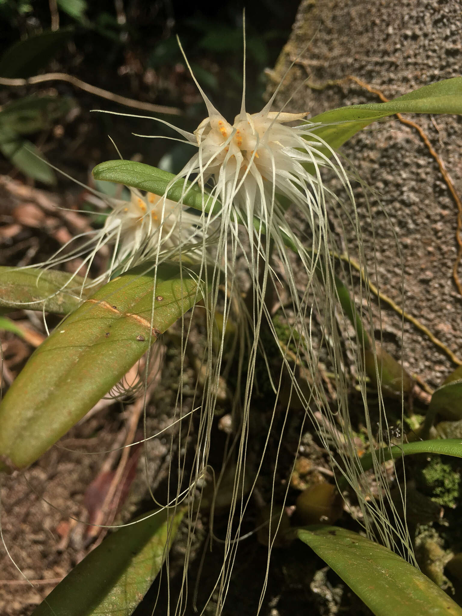 Image of Bulbophyllum vaginatum (Lindl.) Rchb. fil.