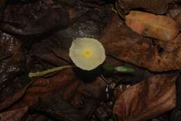 Image of Leucocoprinus fragilissimus (Ravenel ex Berk. & M. A. Curtis) Pat. 1900