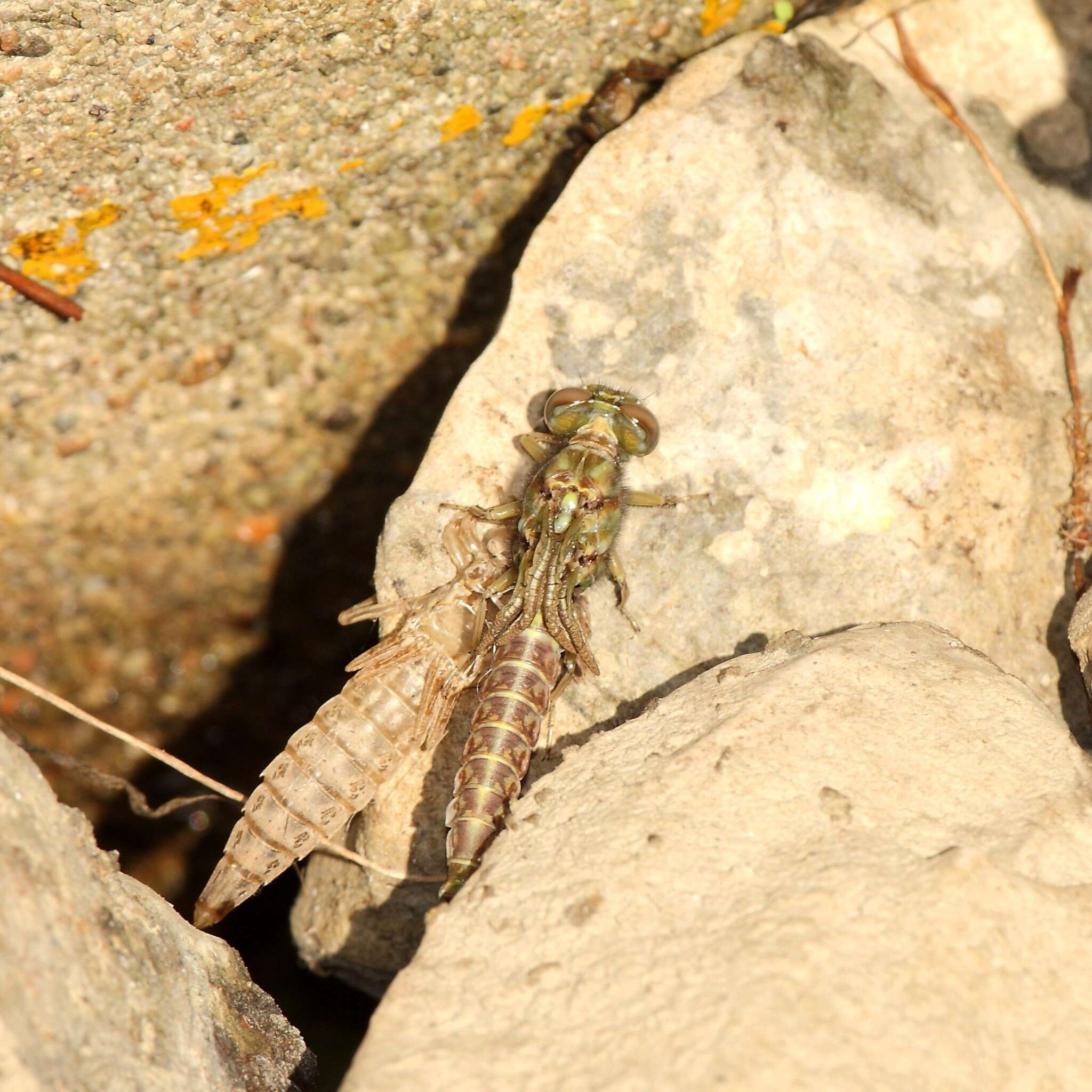 Image of Elusive Clubtail