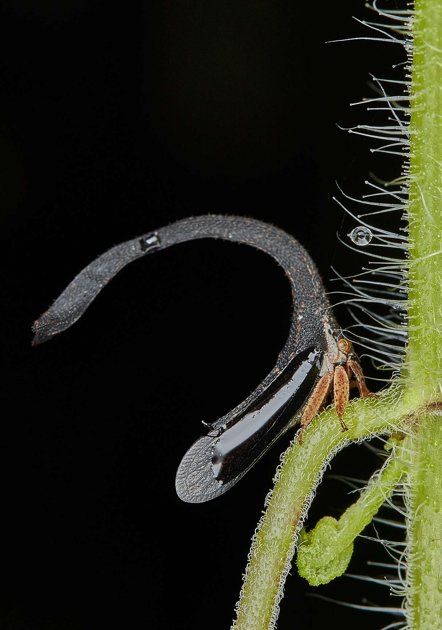 Imagem de Cladonota (Falculifera) apicalis Stål