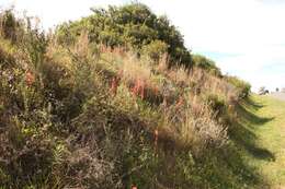 Imagem de Watsonia aletroides (Burm. fil.) Ker Gawl.