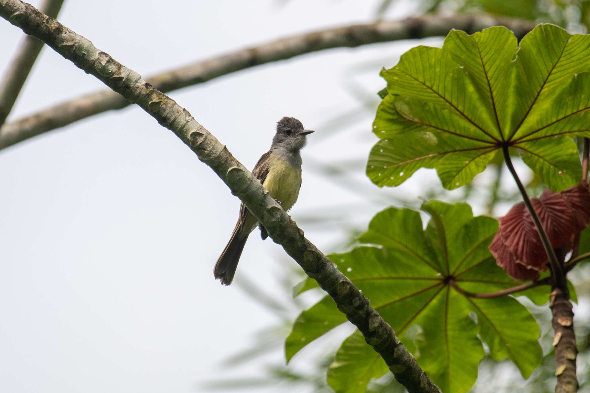 Imagem de Myiarchus phaeocephalus Sclater & PL 1860