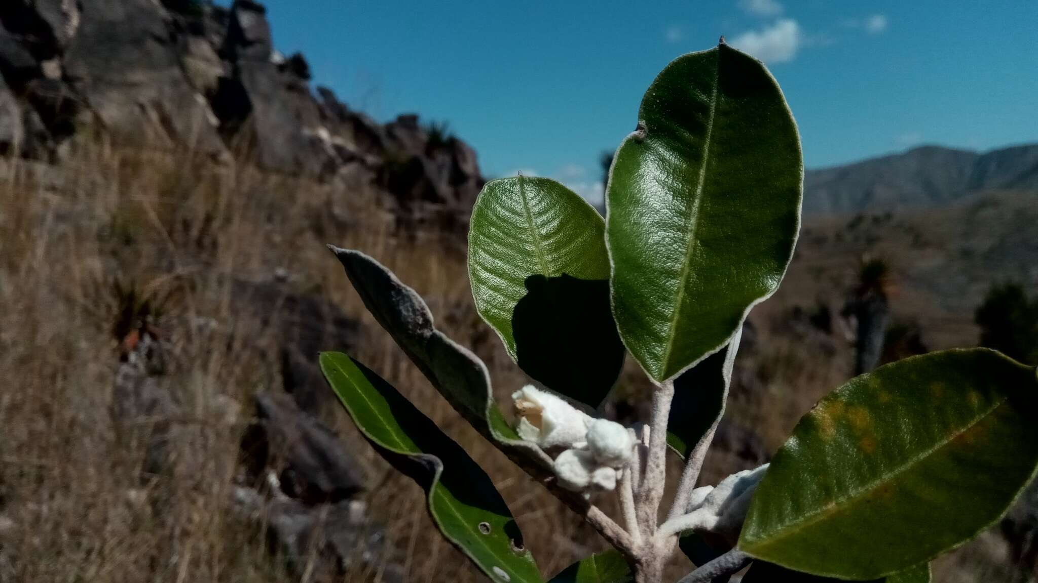 Image of Vitex betsiliensis Humbert