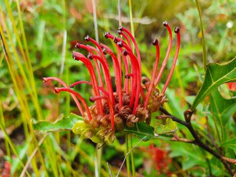 Imagem de Grevillea infecunda Mc Gill.