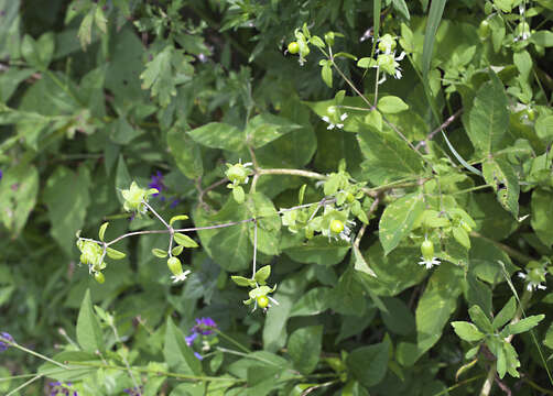 Image of Silene baccifera (L.) Roth