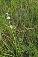 Imagem de Sagittaria trifolia L.