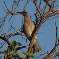 Image of Little Friarbird