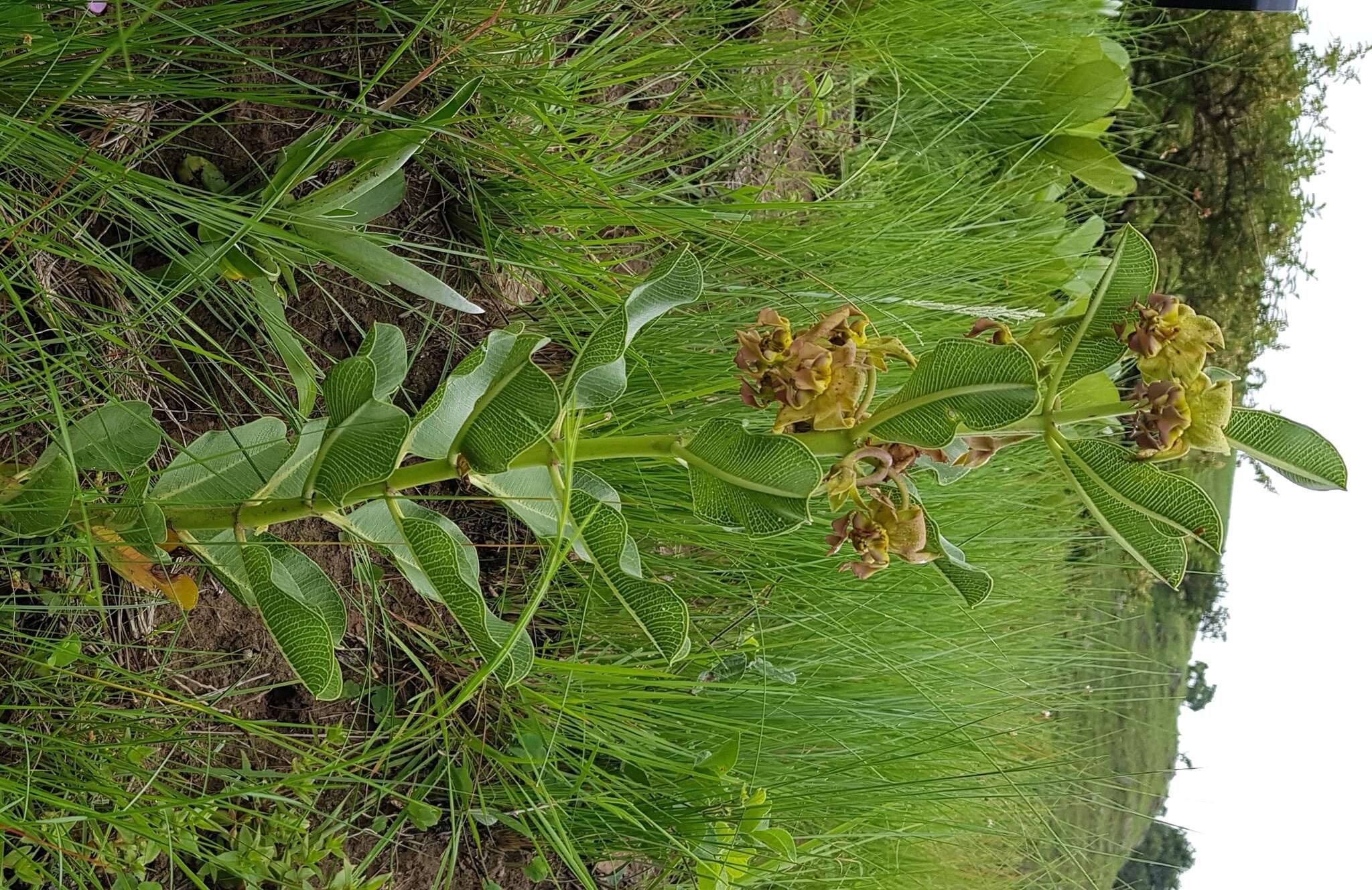 Image de Pachycarpus appendiculatus E. Mey.