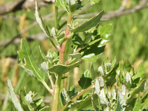 Слика од Oxybasis macrosperma (Hook. fil.) S. Fuentes, Uotila & Borsch