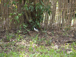 Image of Tropical Boubou