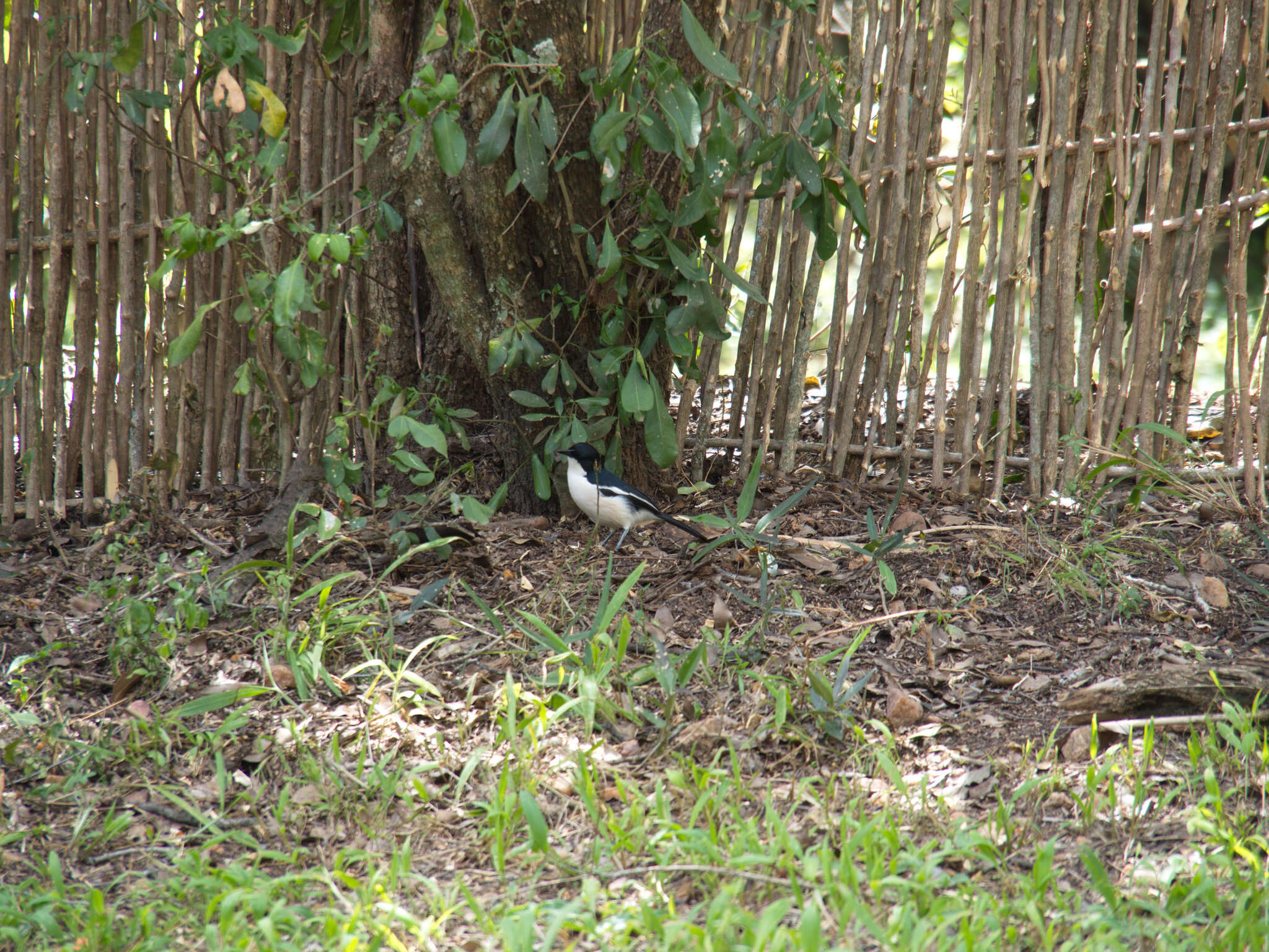 Image of Tropical Boubou