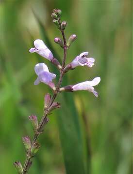 Image of Godfrey's False Dragonhead