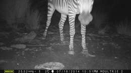 Image of Hartmann's Mountain Zebra