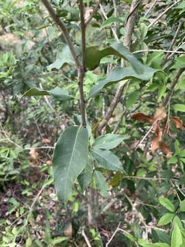 Image of Osmanthus enervius Masam. & T. Mori