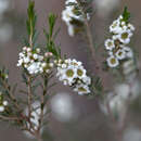 Thryptomene hexandra C. T. White resmi