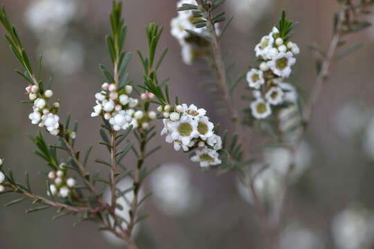 Image of Thryptomene hexandra C. T. White