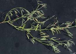 Image of Indigofera charlierana Schinz