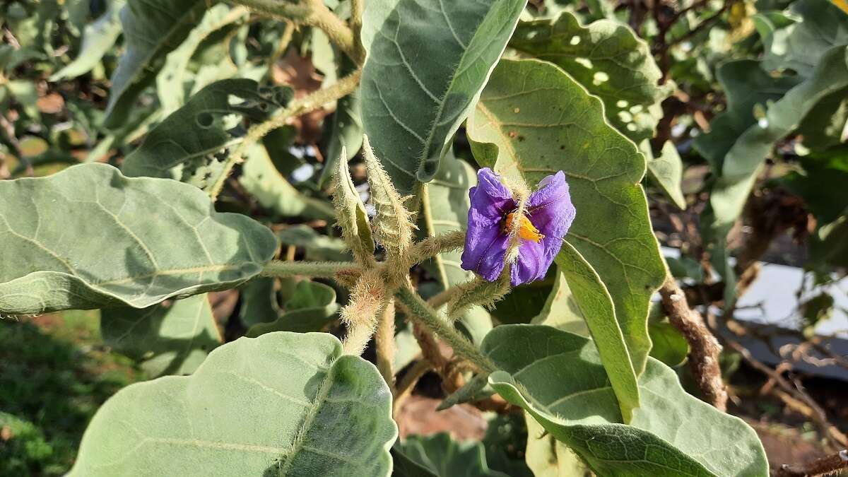 Image of Solanum falciforme Farruggia